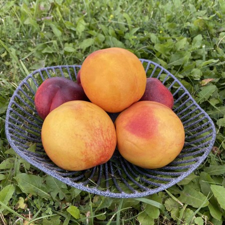 Корзина для фруктів "Напівхвилька" 25*24*6 см сірий мармур 1027